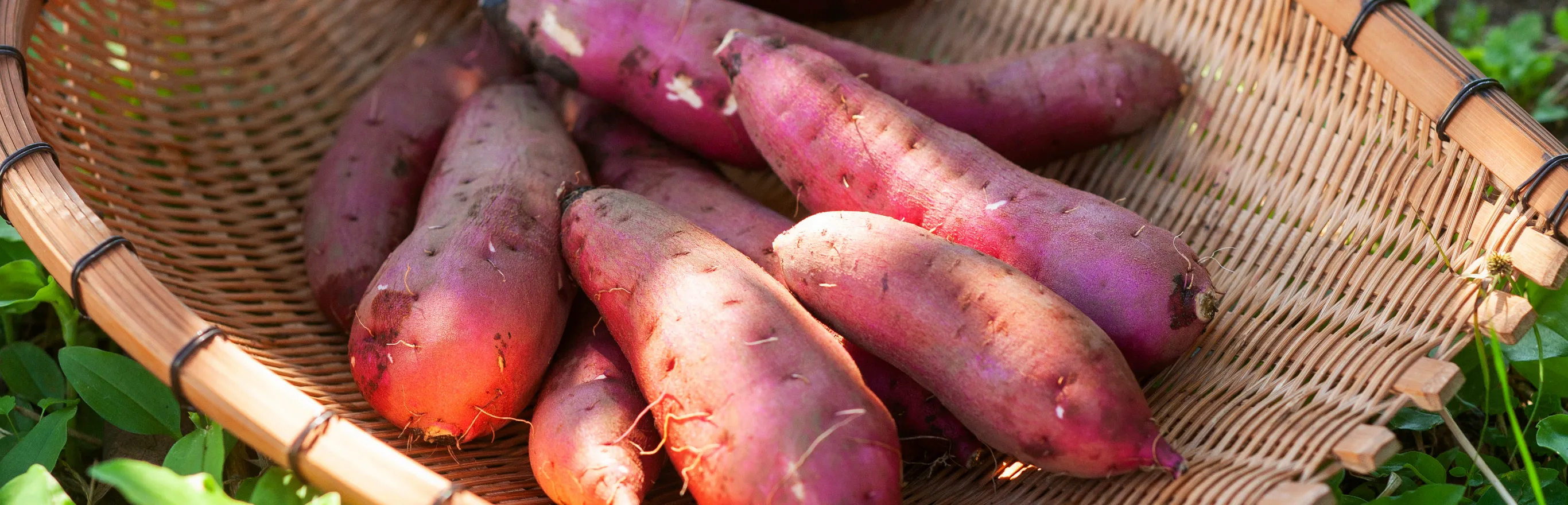 名産のやまと芋