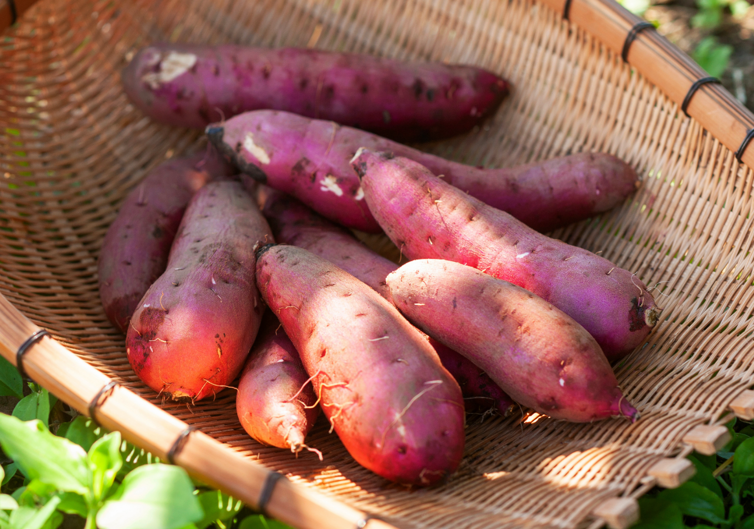 名産のやまと芋