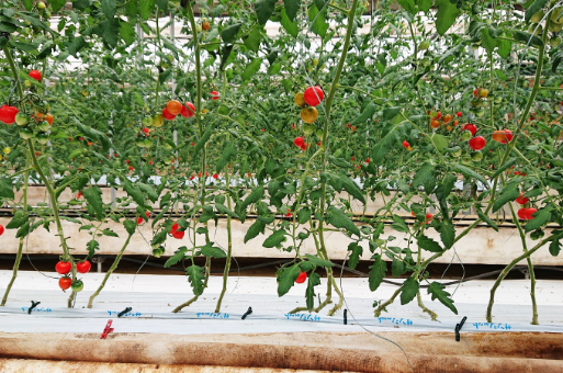 佐藤農園詳細画像