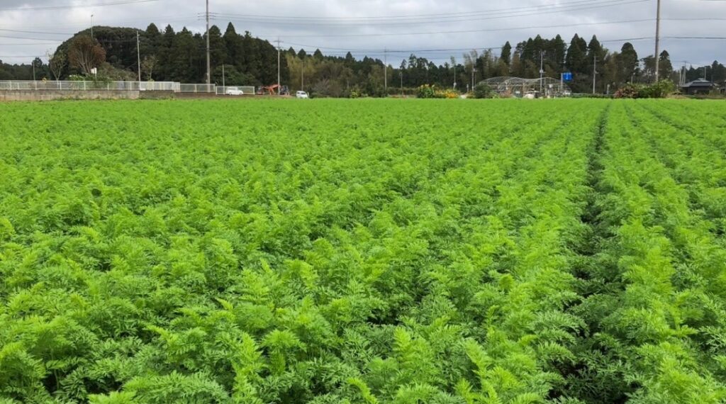 ゆうふぁーむ農場画像２