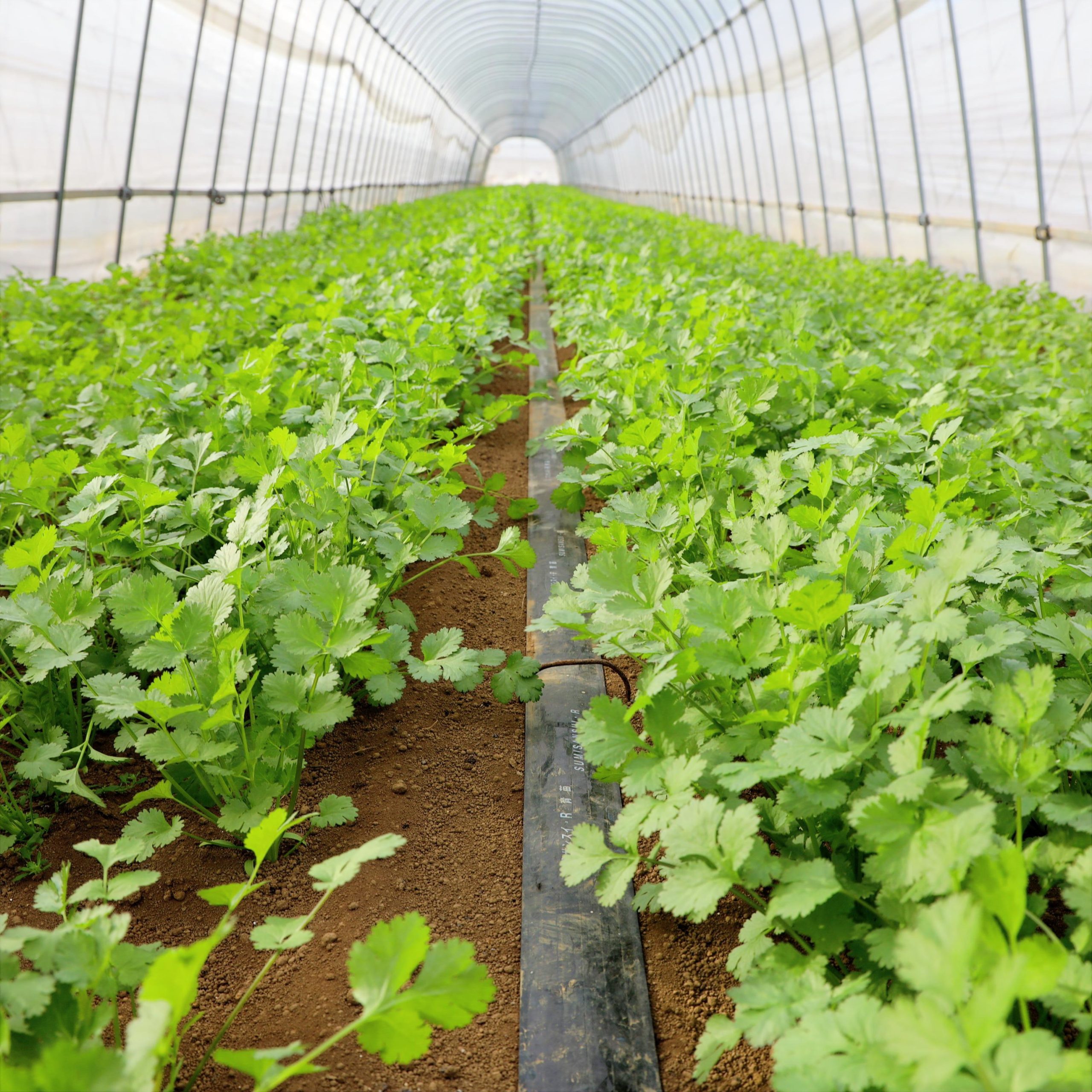 わ～ふぁ道本詳細画像