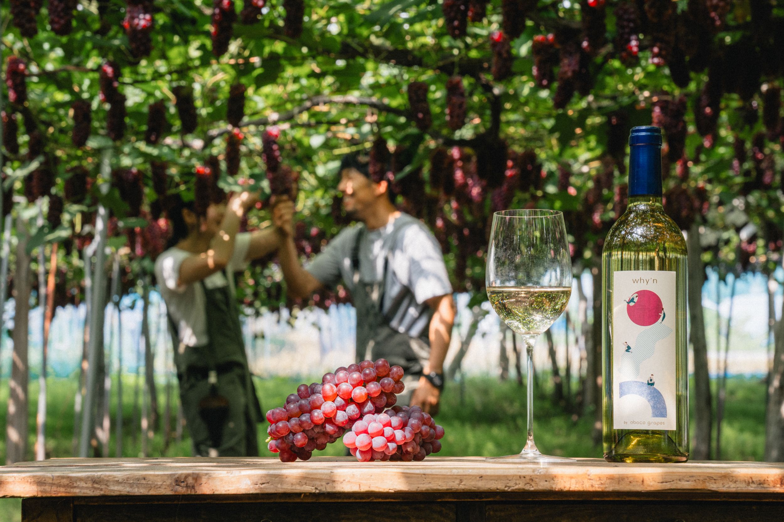 oboco grapes